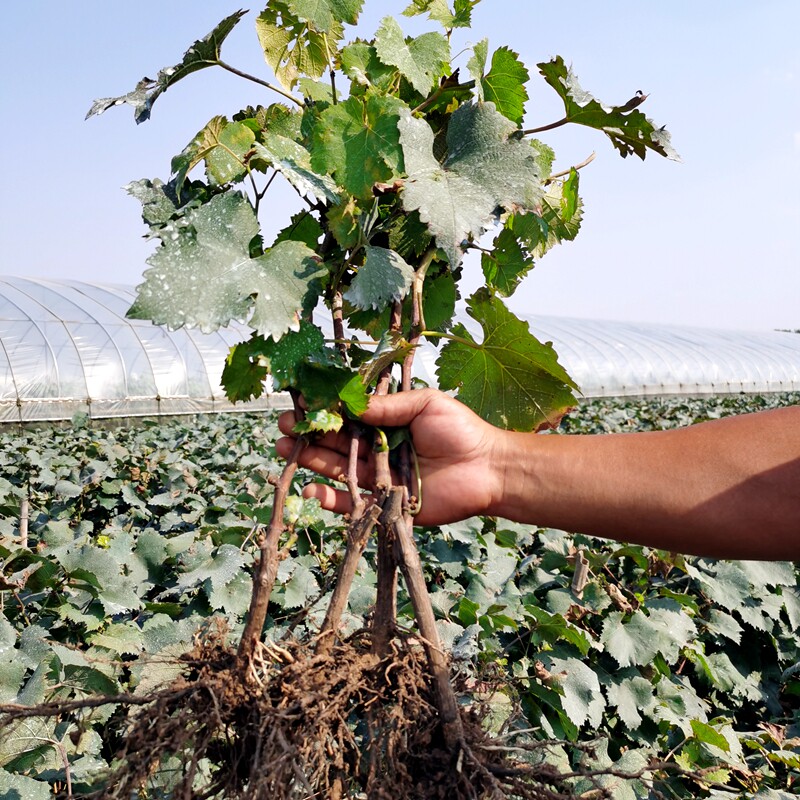 葡萄盆栽地栽北方品种南方种植水果水果树树苗果树
