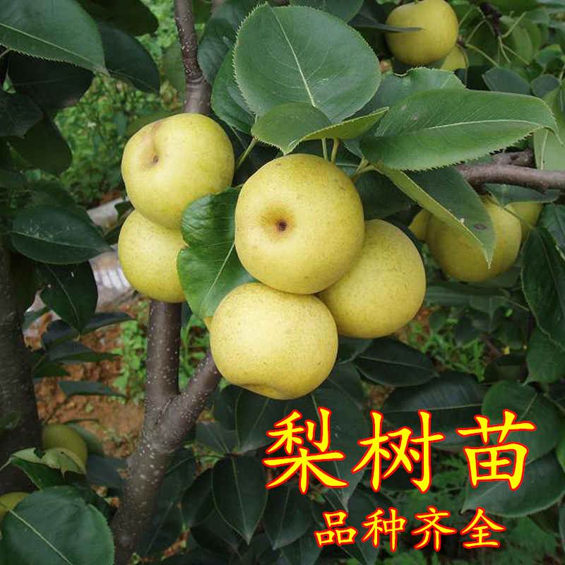树苗玉露香梨早熟晚熟品种南方北方种植水果果树