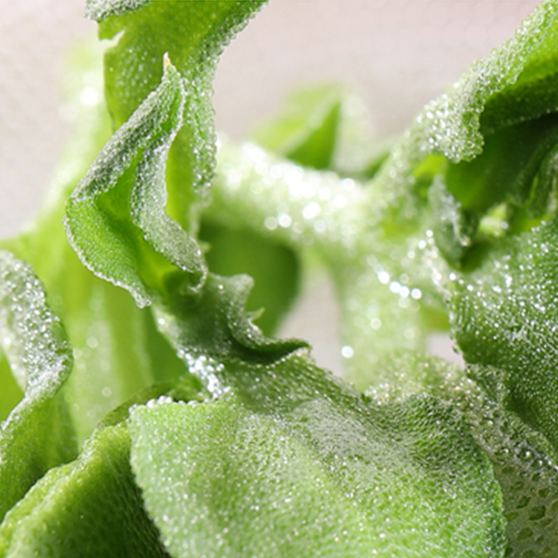 山东新鲜冰草5斤冰菜蔬菜非洲冰叶火锅即食其它