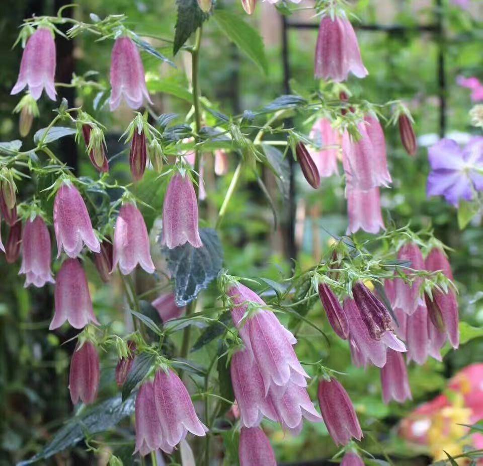 紫斑风铃草盆栽庭院阳台多年生春秋秋季开花耐热花卉