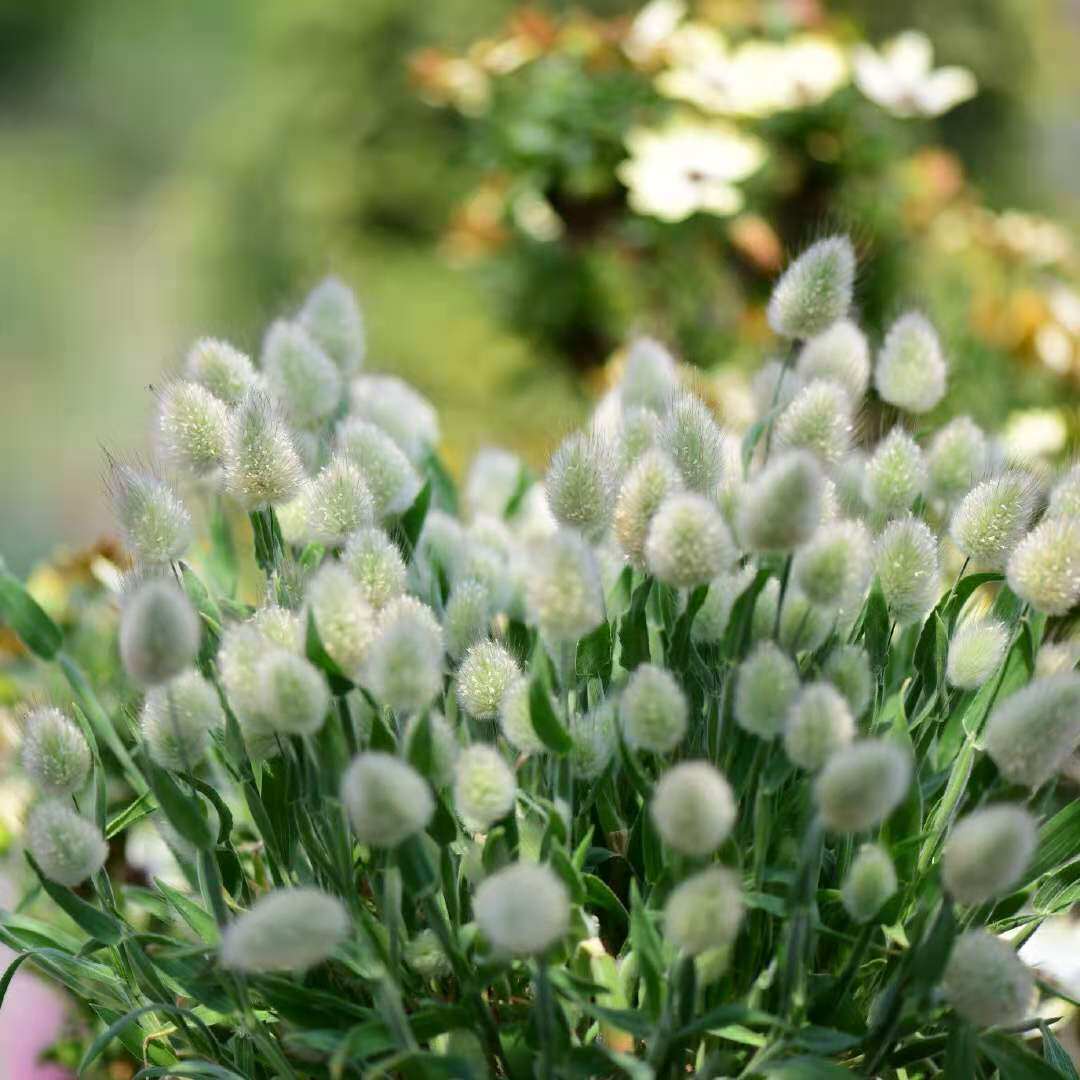 兔尾盆栽耐寒耐热阳台窗台庭院花园客厅装饰花卉