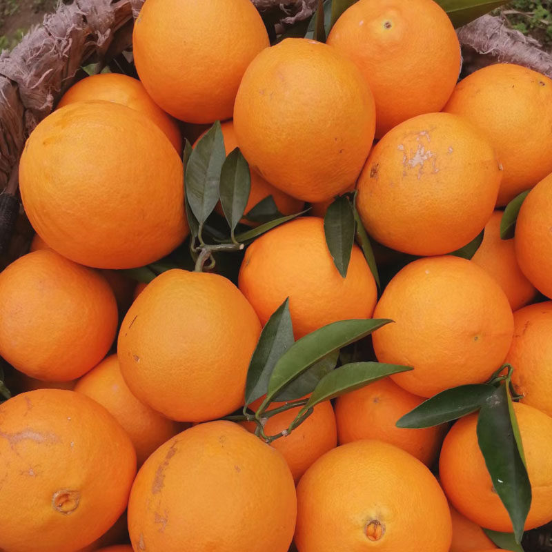 四川大凉山雷波脐橙青杠村正宗雷波特级脐橙带箱10斤礼盒装大果