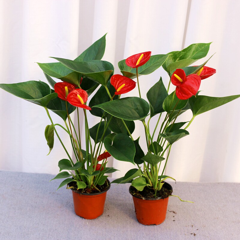 红掌盆栽招财一帆风顺植物红花花卉可水养水培好绿植