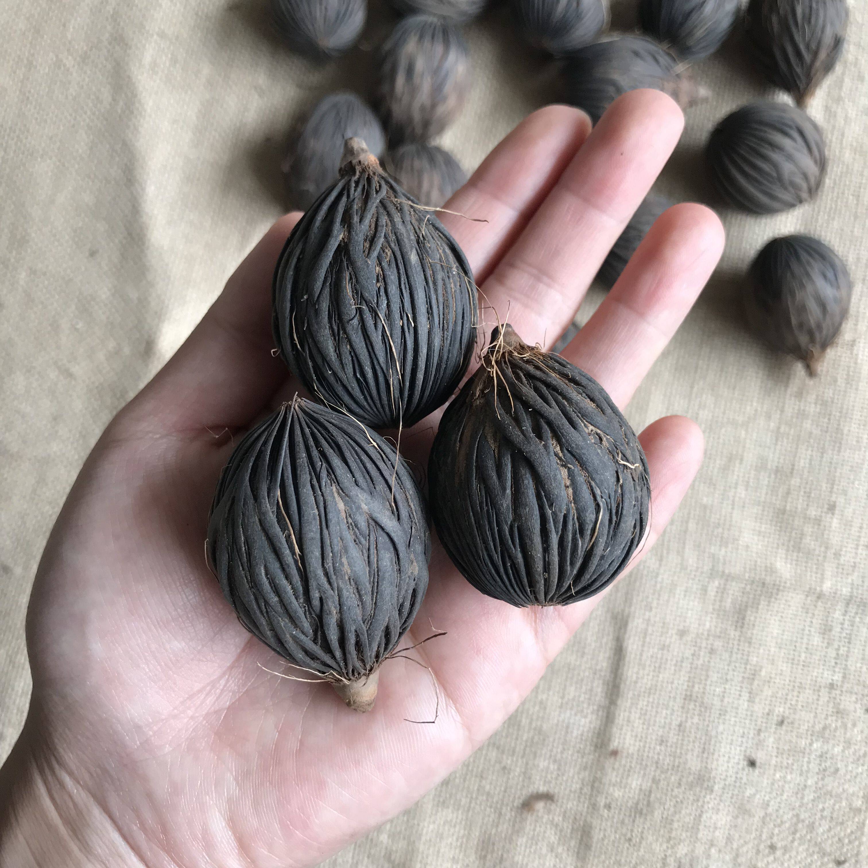 天然千丝果菩提子九狐尾种子原籽挂件装饰吊坠干花