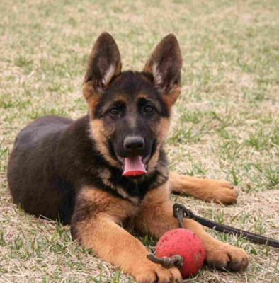 纯种德牧幼犬军犬活体德国牧羊犬狼狗警犬大型狗狗