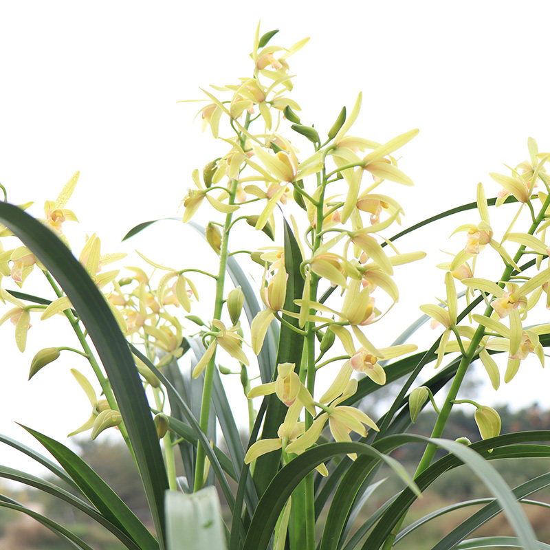 兰花小美人花苗四季兰建办公办公室室内阳台台盆时令草本花卉