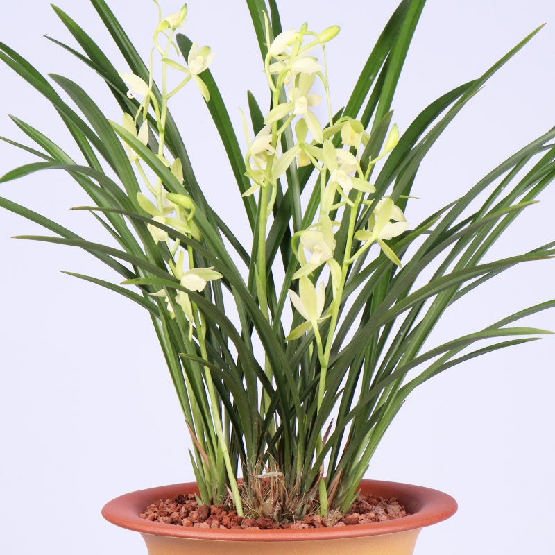 兰花四季建兰花苗铭品铁骨室内兰草浓香花卉时令草本花卉