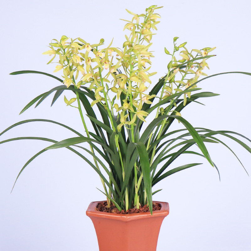 兰花小美人花苗四季兰建办公办公室室内阳台台盆时令草本花卉