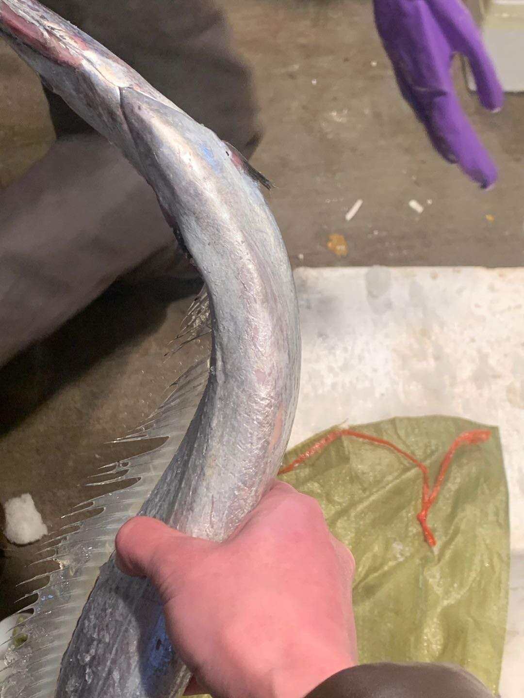 带鱼缔海东海舟山钓带油带新鲜整条海鲜水产带鱼