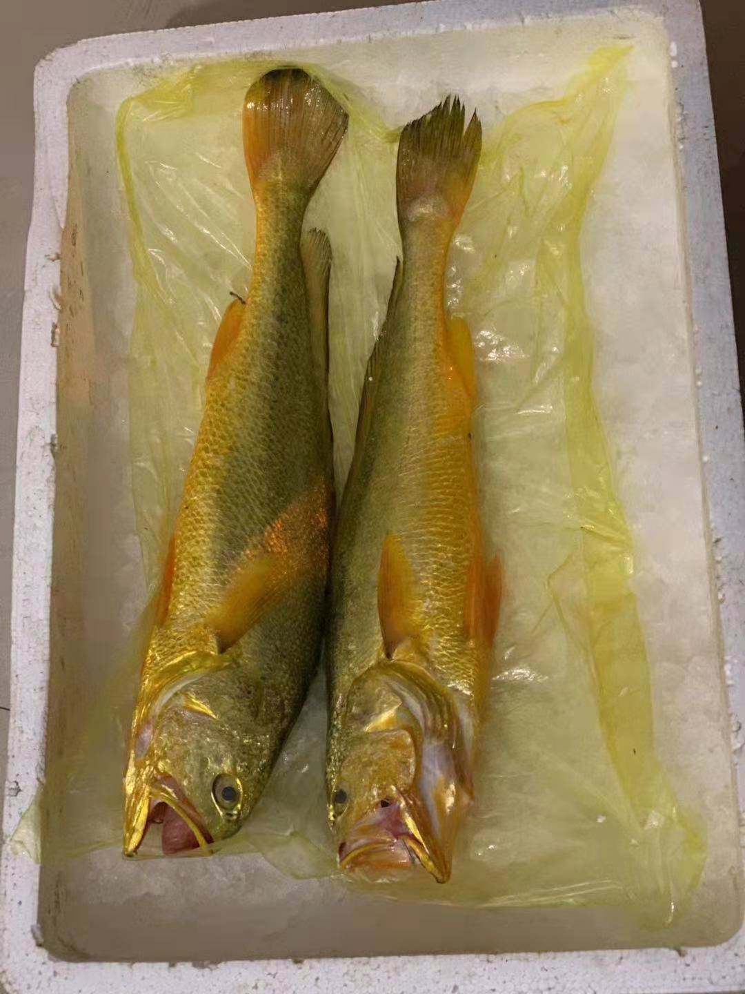 大黄鱼温州野生新鲜黄鱼生鲜海鲜水产鲜活冰鲜黄鱼