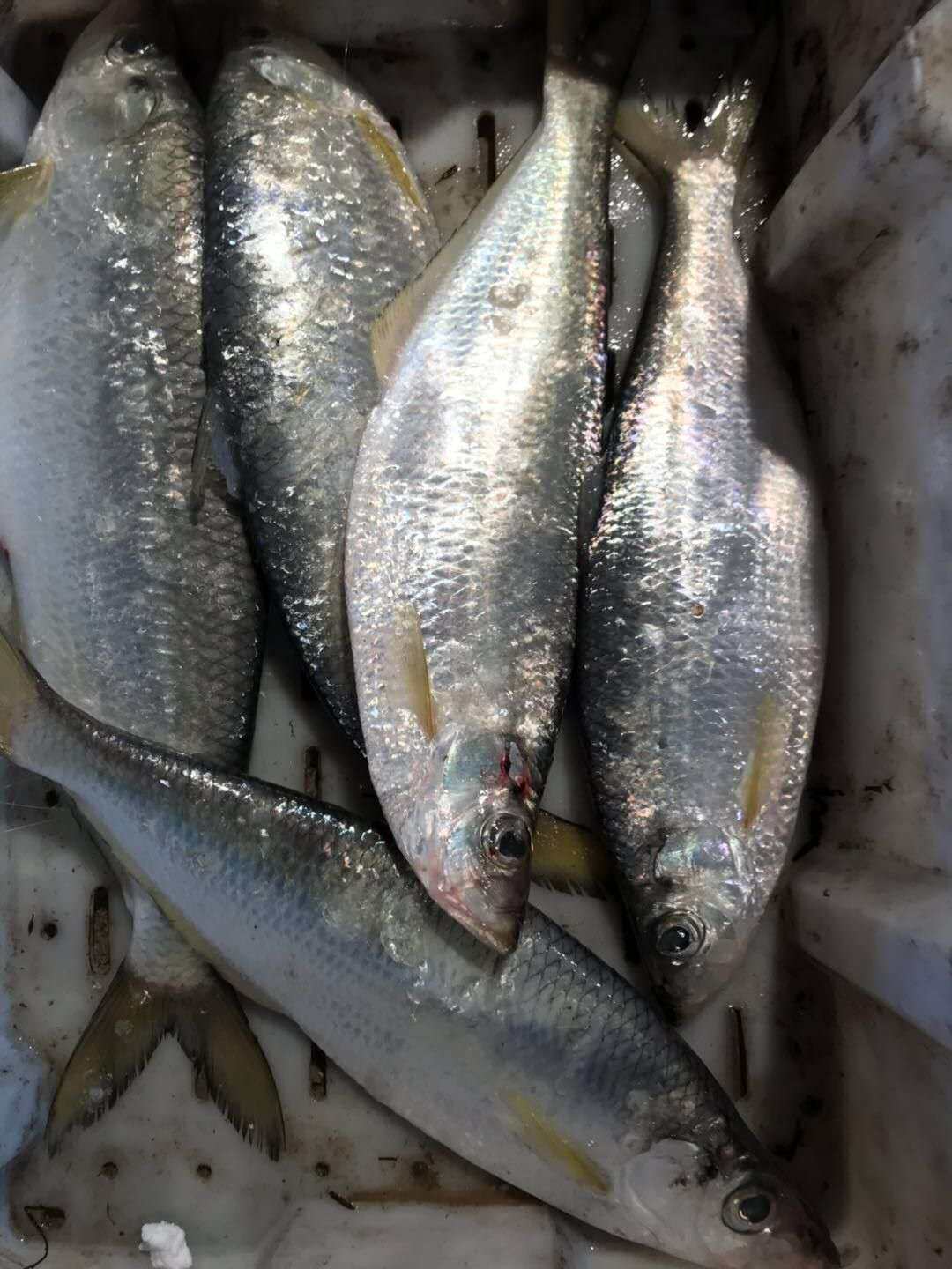 缔海温州特产东海野生鳓鱼白力鱼白麟鱼深海海鱼其它