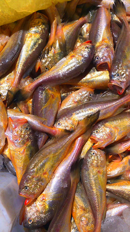 梅鱼2022舟山海鲜梅童1520条新鲜大头当天捕捞黄鱼