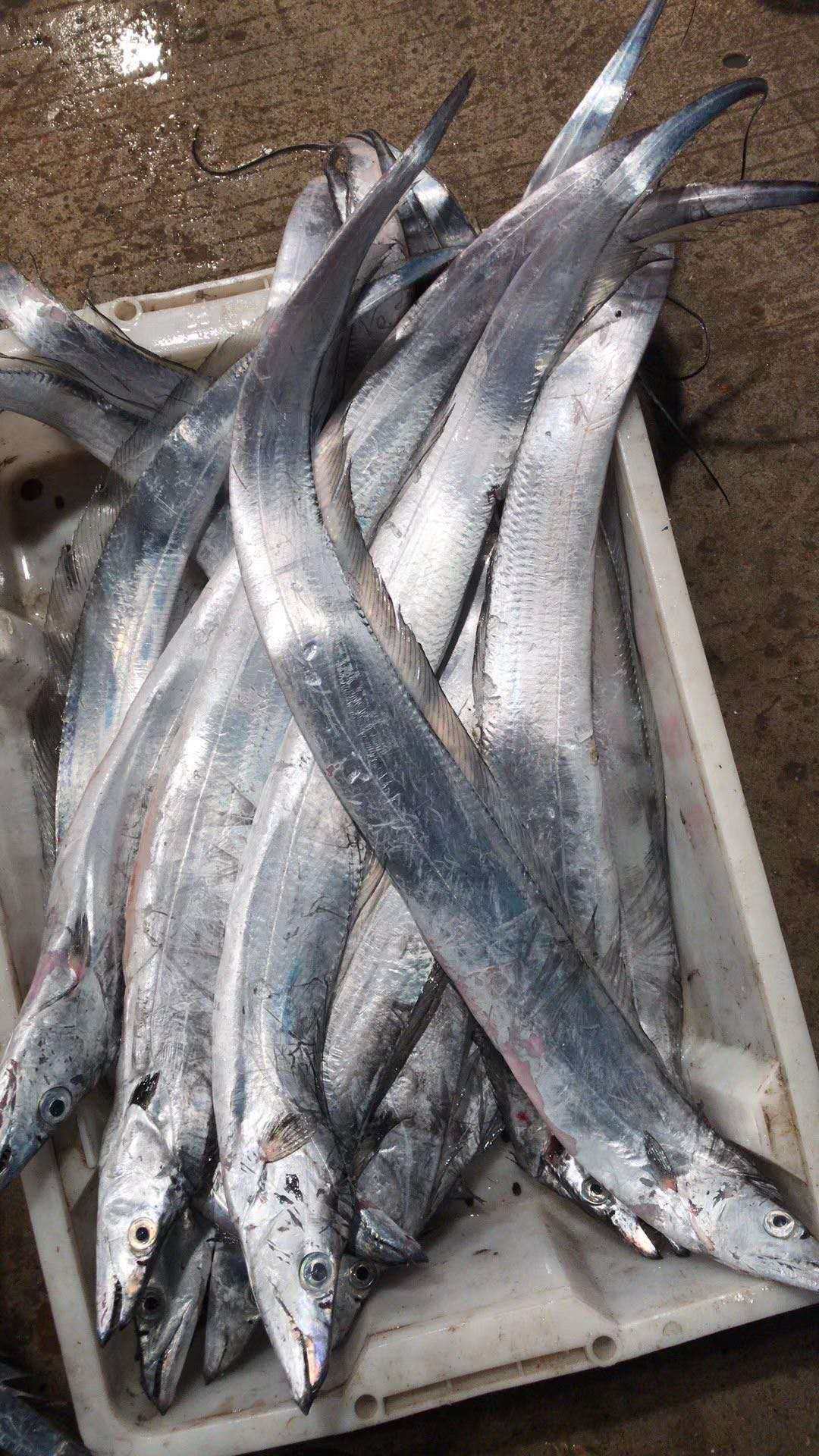 带鱼缔海东海舟山钓带油带新鲜整条海鲜水产带鱼