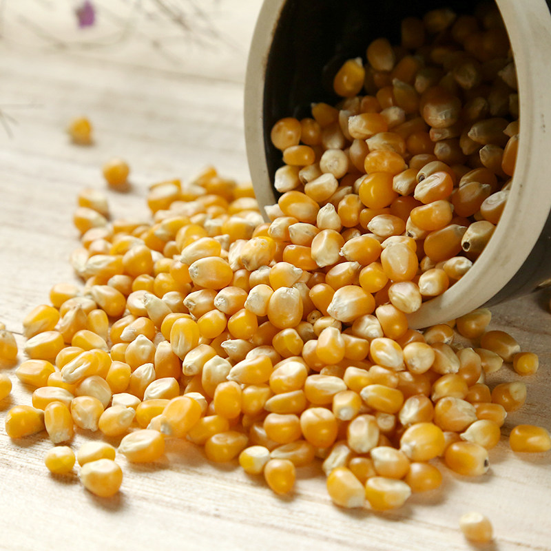 鼎橙2斤爆米花玉米粒自制原料爆裂小干玉米微波炉玉米