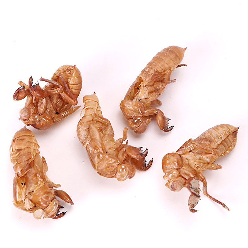 蝉蜕金蝉正品天然中药材500g包邮土特产水洗知了其他药食同源食品