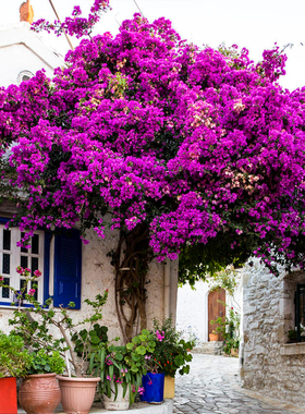 爬藤巴西安格斯加州黄重瓣三角梅