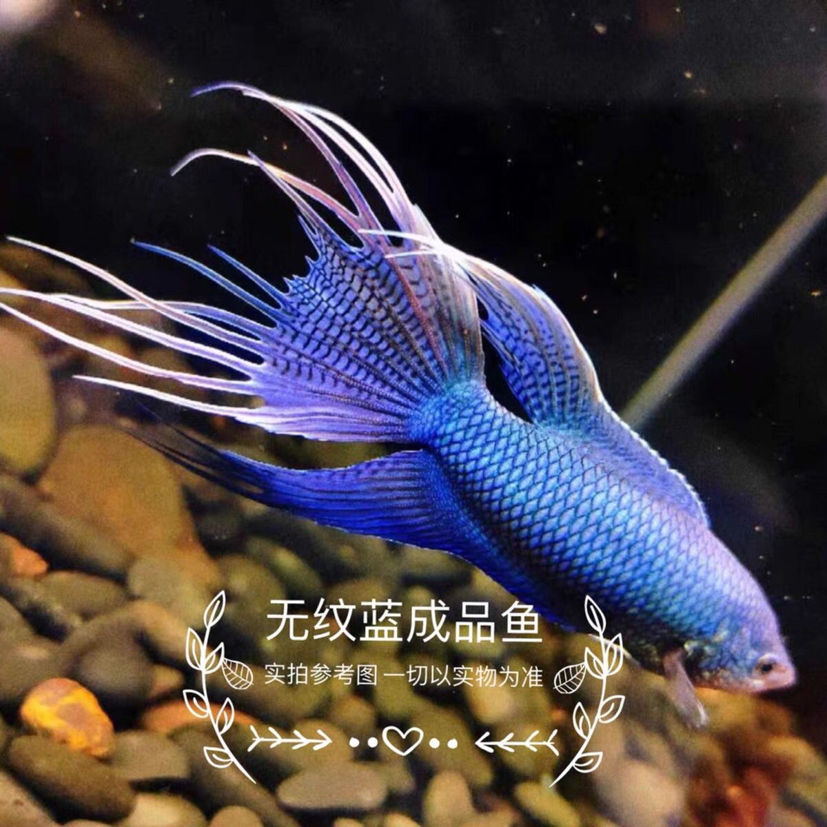 中国斗鱼冷水鱼蓝蛇无纹不打氧耐活鱼观赏小鱼鱼