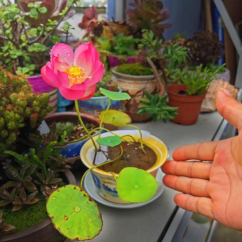 花种盆栽碗莲水培植物四季室内开花不断塘泥花卉