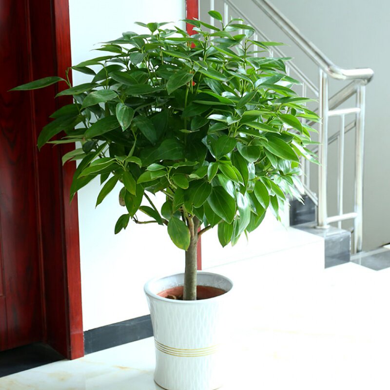 平安树小树苗阳台花卉盆栽大型植物盆景室内客厅花卉