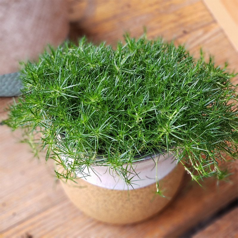 爱尔兰苔藓珍珠草花苗盆栽植物绿植园艺四季开花不断多年生花卉