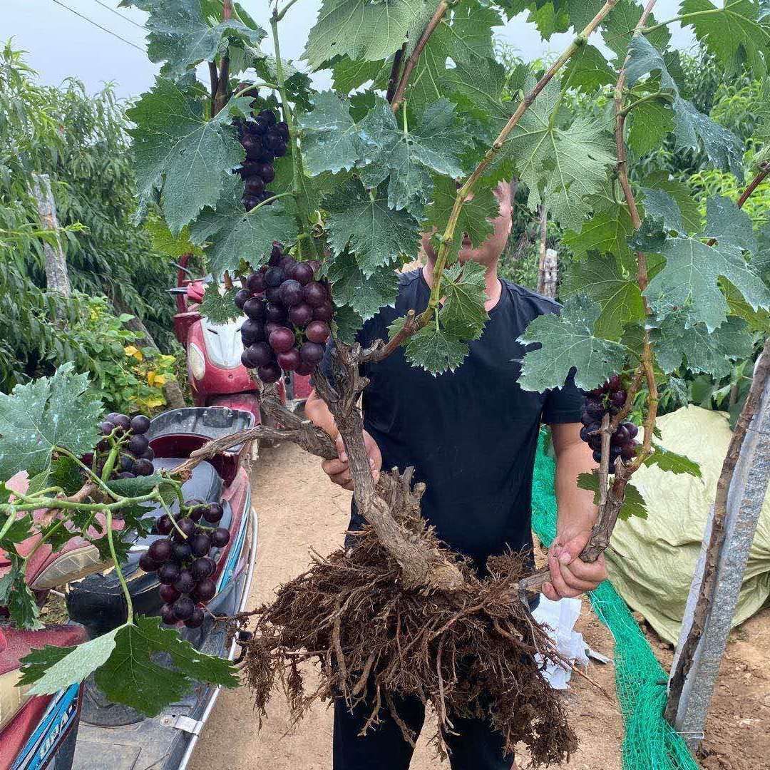 葡萄树葡萄特大巨峰爬藤阳光玫瑰树苗南方种植果树