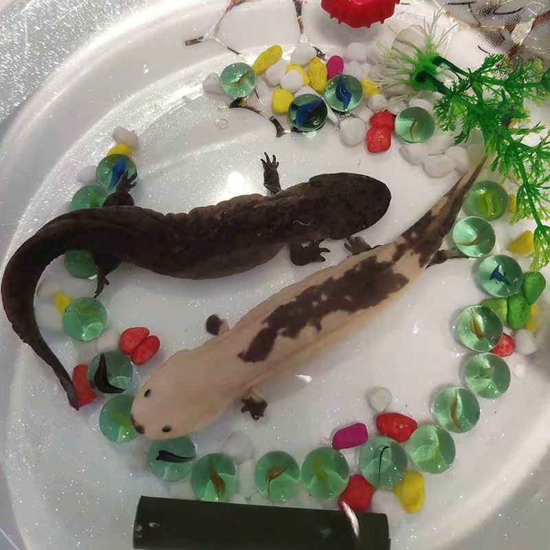娃娃鱼鲜活20厘米2条一对活鱼观赏水产养殖水族宠物特许养殖水产
