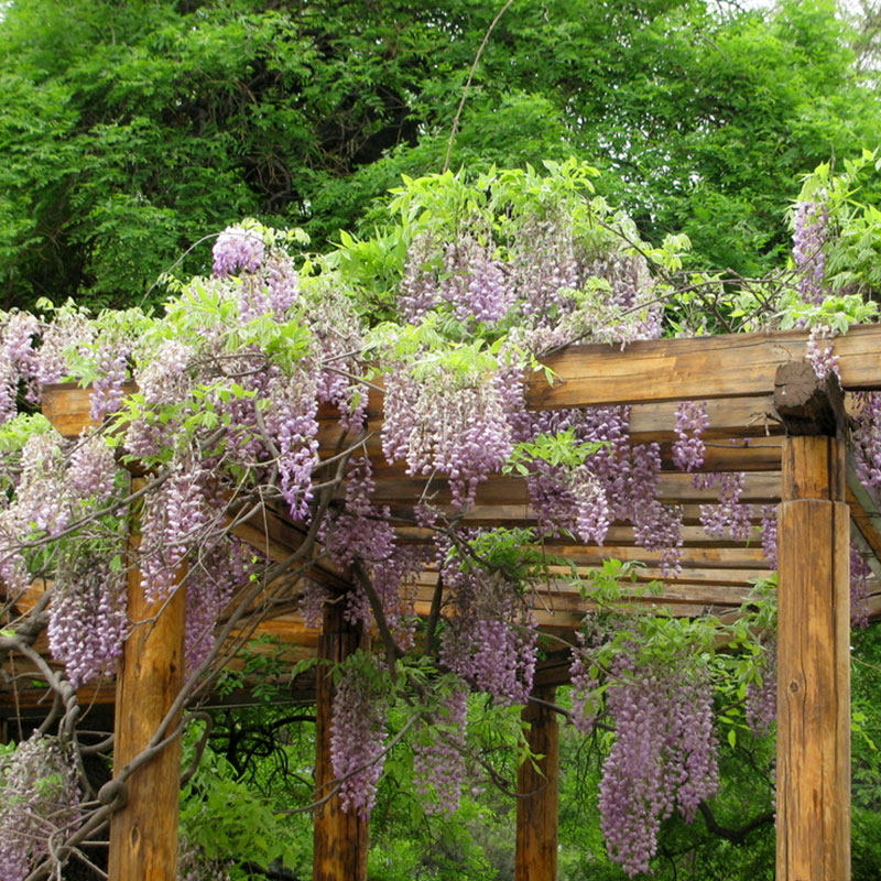 庭院多花紫藤树苗室内阳台紫藤萝盆栽爬墙攀援时令草本花卉
