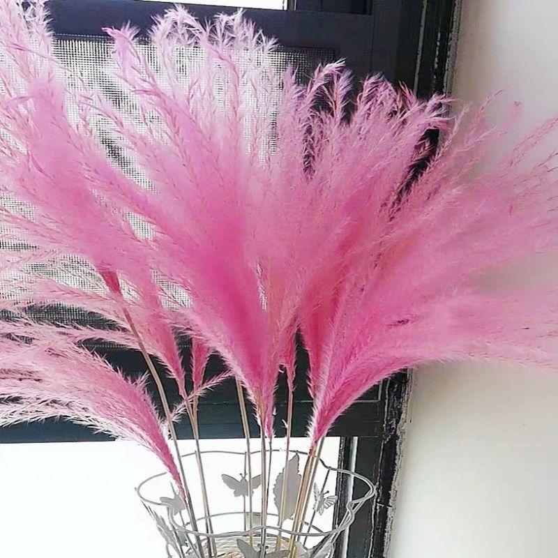 芦苇干花蒲苇花粉粉色装饰道具摆件婚庆网红仿真花