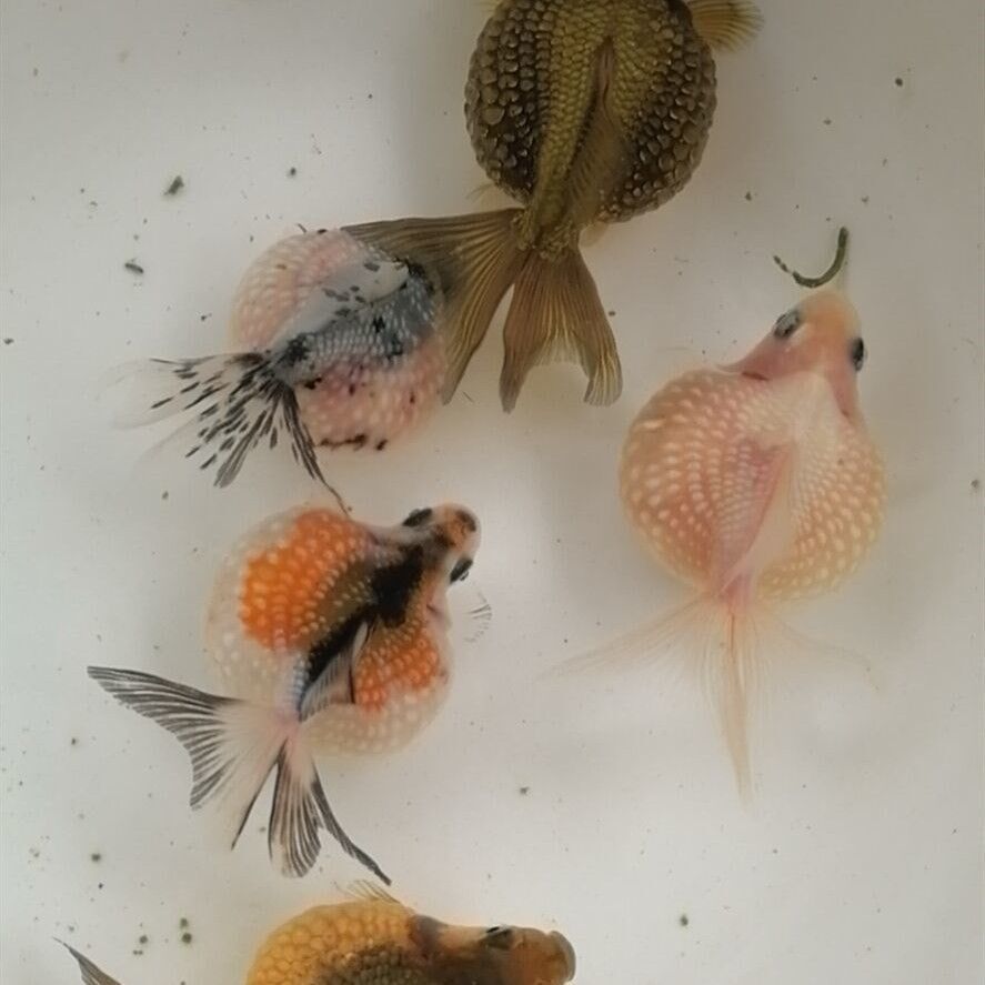 珍珠金鱼鼠头小金鱼观赏鱼冷水鱼熊猫五花红白白珍珠鱼