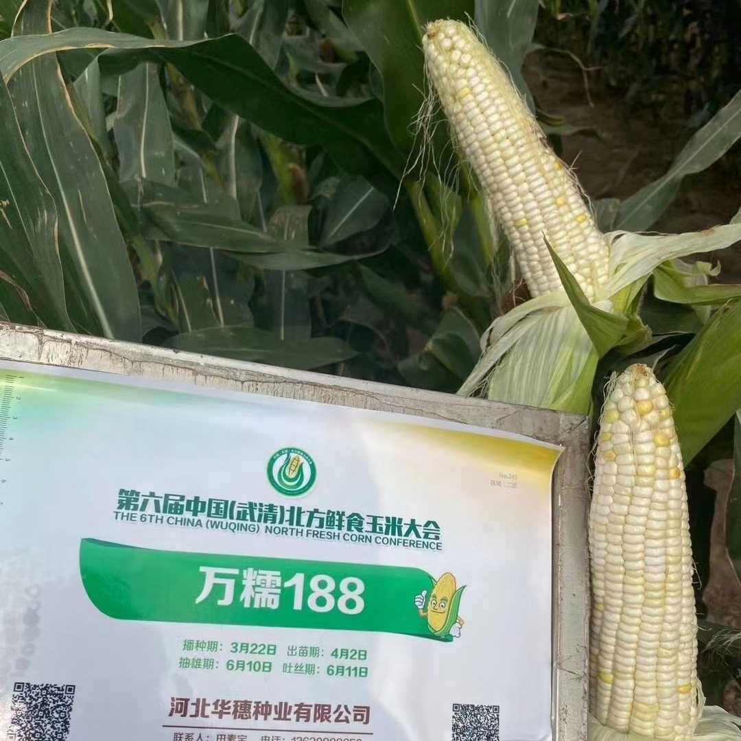 玉米种子万糯甜糯华穗万2000万糯甜加蔬菜种子