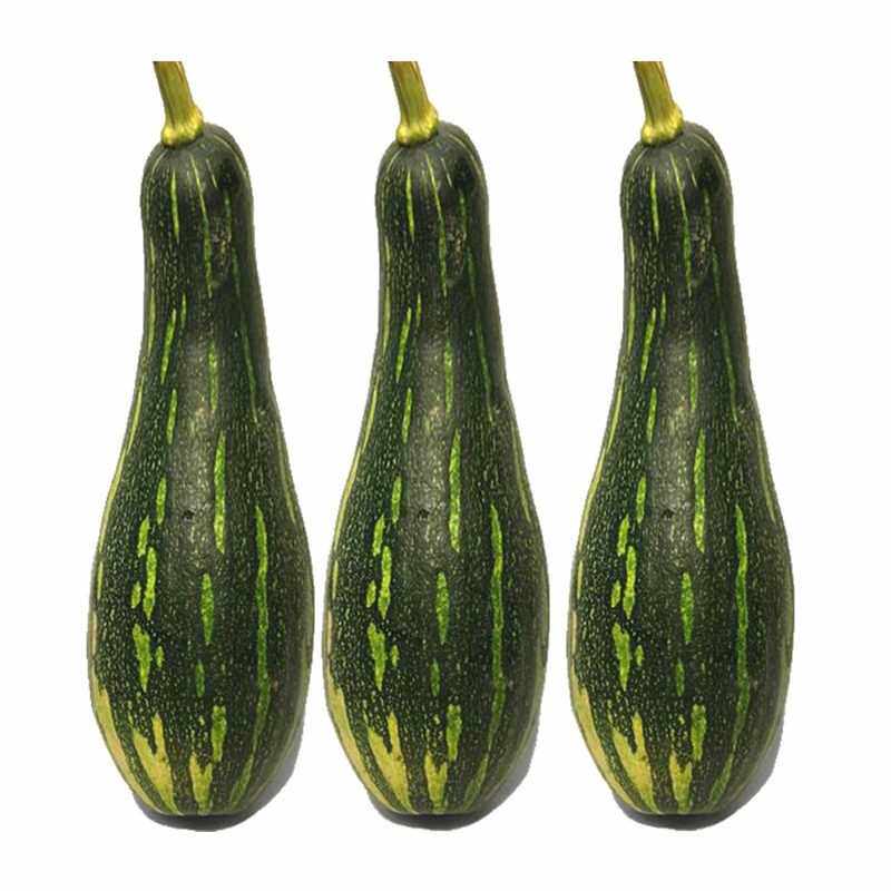 七叶早南瓜种子特早熟南瓜种子香甜糯花皮老南瓜种子高产倭瓜种籽