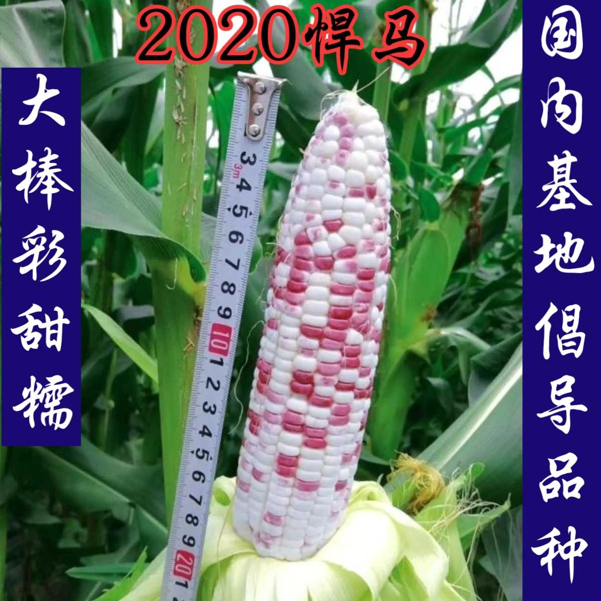 玉米甜糯种子2020悍马彩糯超宝宝马2018大穗蔬菜种子