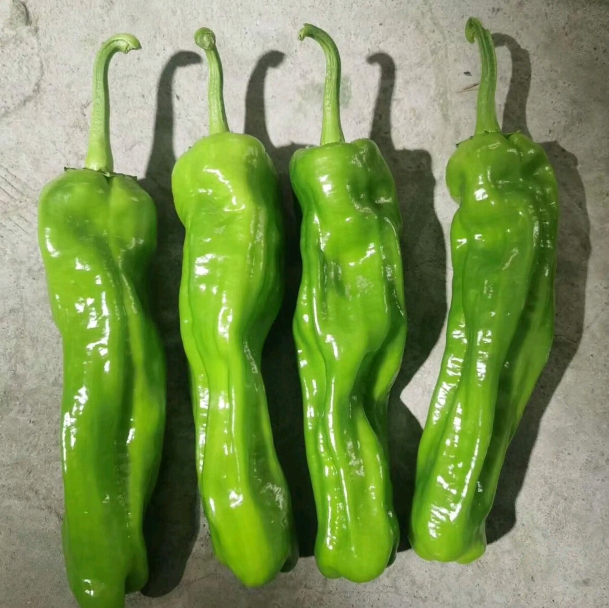 种子薄皮汤老师德大辣椒微辣牛角绿皮欧兰欧兰德蔬菜种子