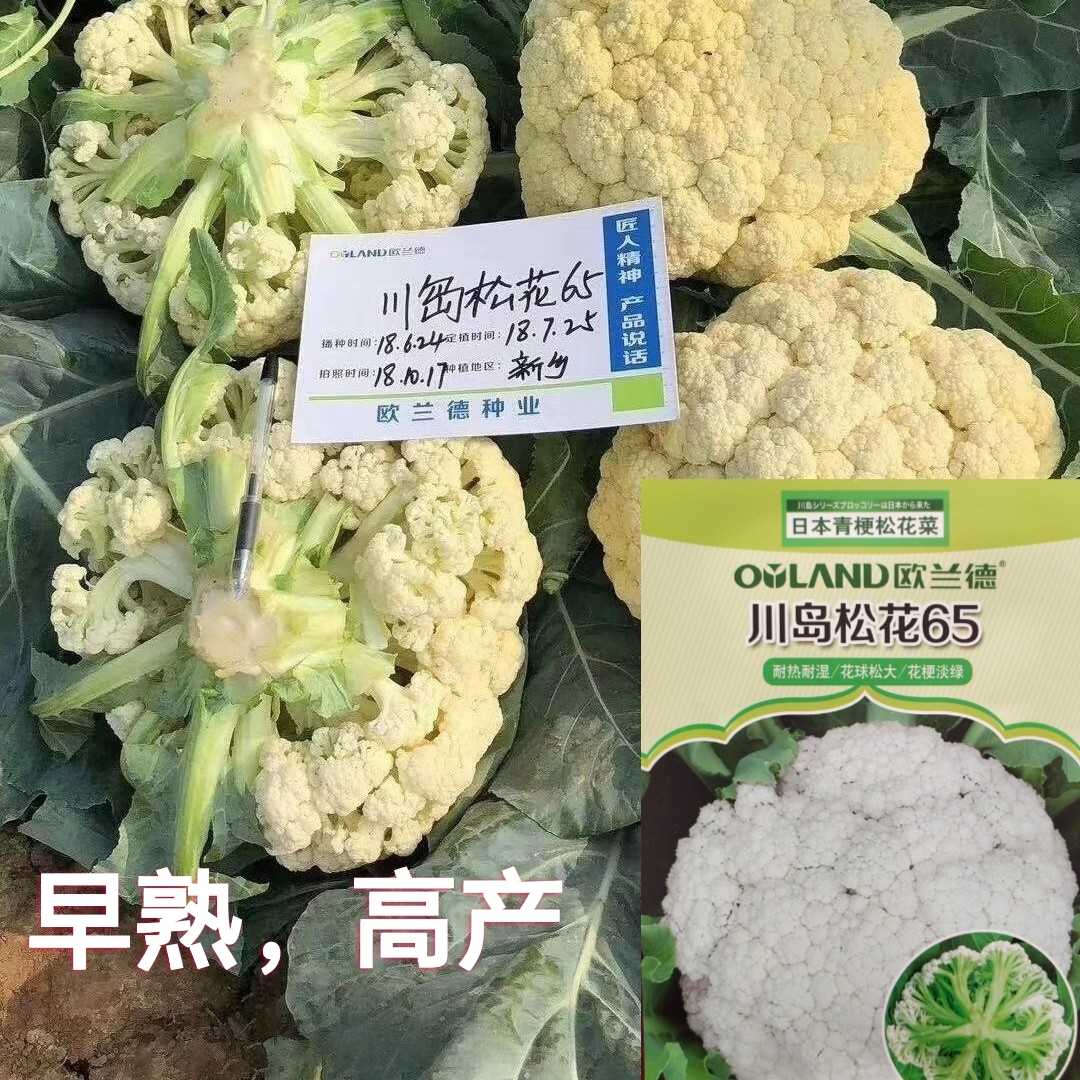 松花川岛欧兰德花菜种子日本进口早熟湿热高产蔬菜种子