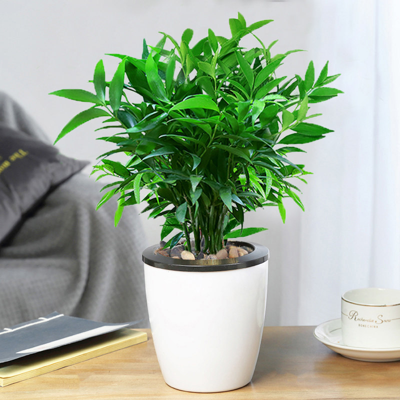 驱蚊水培竹柏盆栽富贵竹水养植物室内客厅绿植绿植