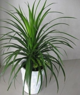 多头龙血树龙须树室内客厅盆栽绿植花卉龙铁绿植