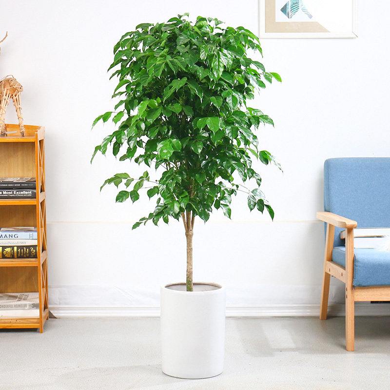 盆栽绿宝室内净化空气绿植大叶独干盆景客厅四季绿植