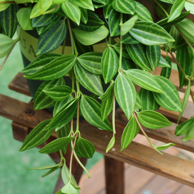 钻石翡翠盆栽白脉椒草吊兰植物室内小型水培盆栽四季常绿