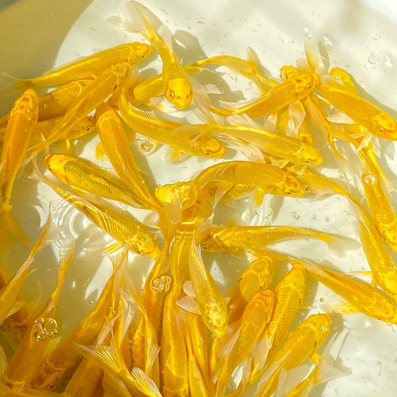 锦鲤金鱼活鱼黄金鲤鱼招财鱼龙龙凤好养耐活鱼