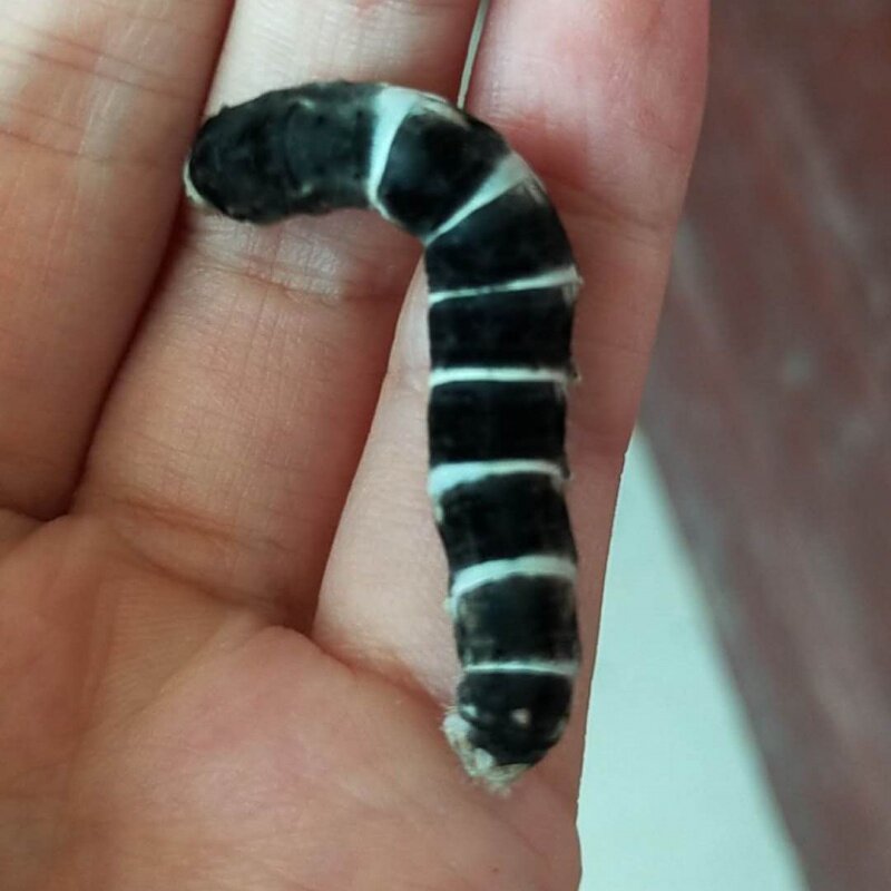 养蚕浩哥宝宝活体套装巨型学生蚕卵蚕宝宝