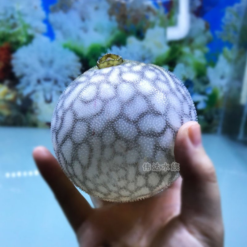 麒麟狗头鱼活体淡水河豚观赏鱼凶猛狗头活体可爱气泡鱼包邮