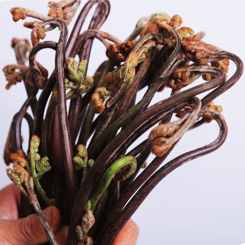 野生山头菜撅拳阙菜野菜蔬菜蕨菜季蔬菜蕨应菜甜其它