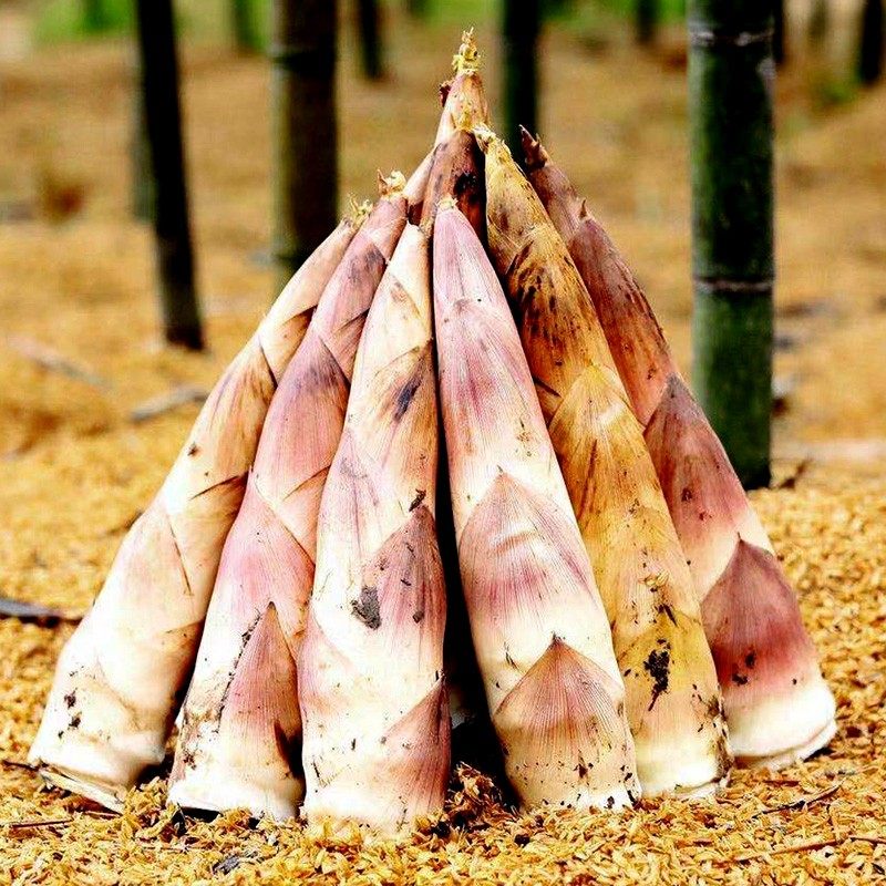 顺丰正宗天目山雷笋5斤新鲜现挖临安春笋竹笋竹笋