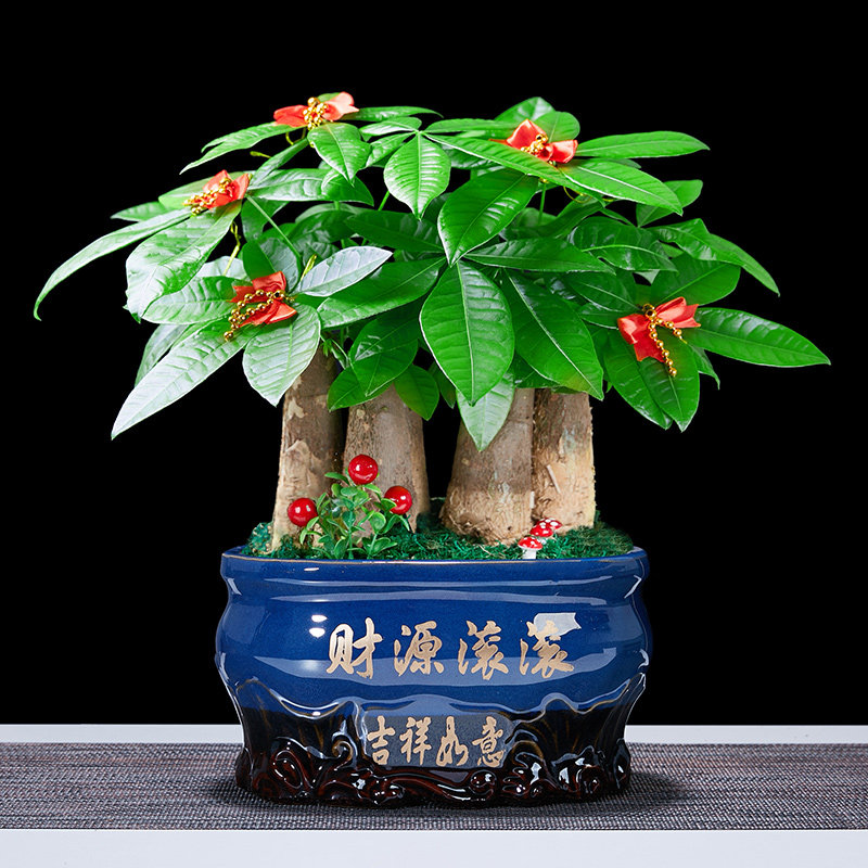 发财树大号四季钱树金钱树前台收银台送礼开业绿植绿植