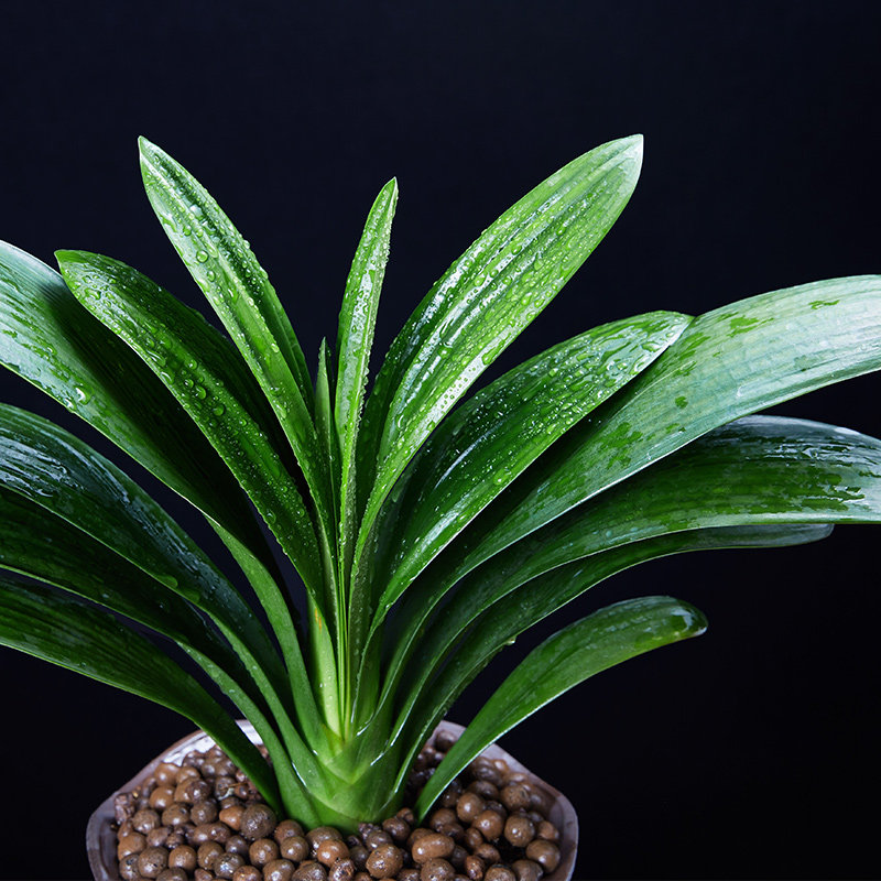 君子兰盆栽花卉观花植物室内花苗圆头和尚四季绿植