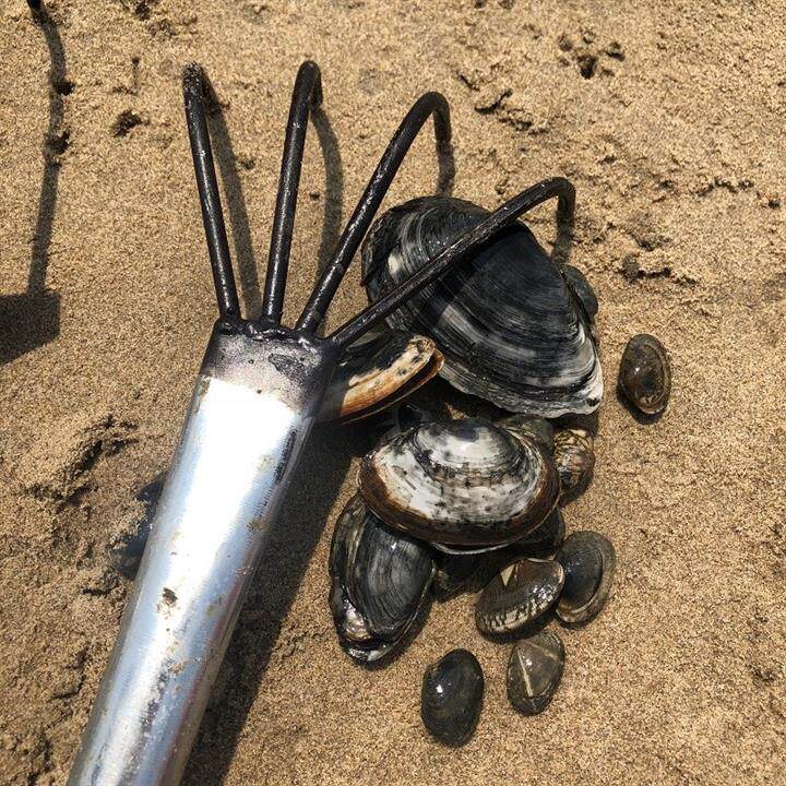 蛤蜊2021赶海神器海鲜铲子螃蟹沙滩耙子耙子