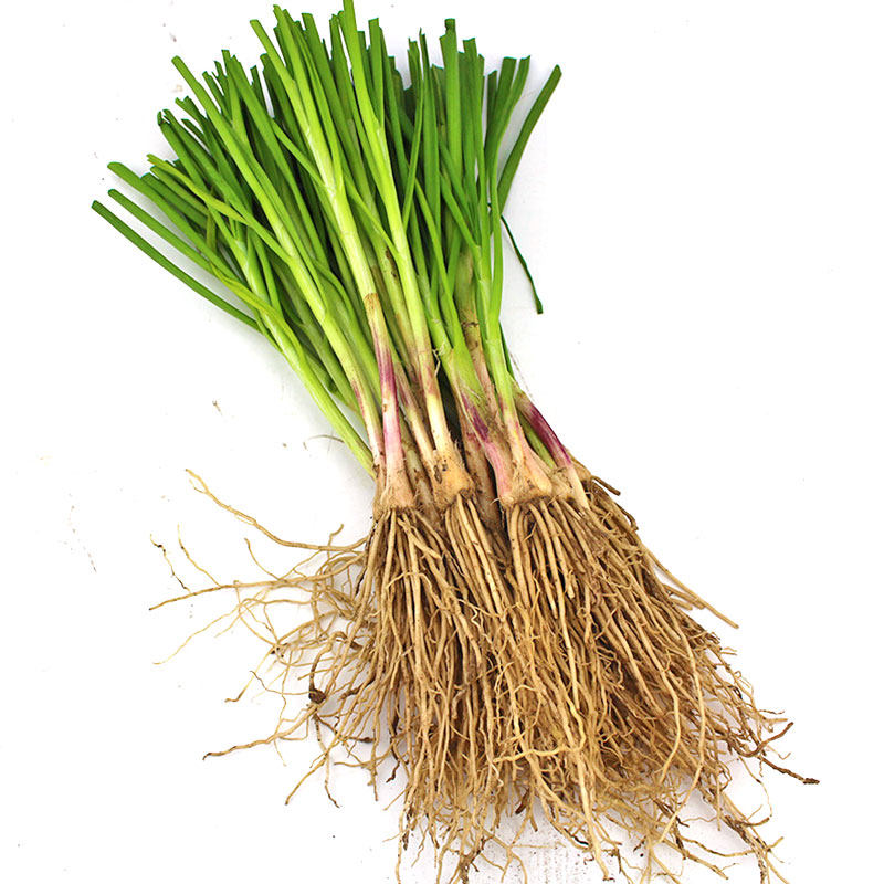 韭菜菜苗根苗九菜宽叶阳台菜根籽种红根种子围裙