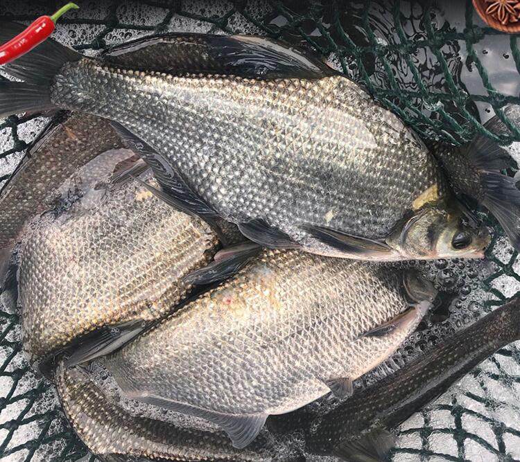 湖北鳊鱼1斤500g净膛新鲜特产活现鲜活昌鱼淡水鱼类