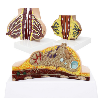 2020哺乳期乳房模型胸部解剖乳房结构造乳房乳腺病变模型催乳师教