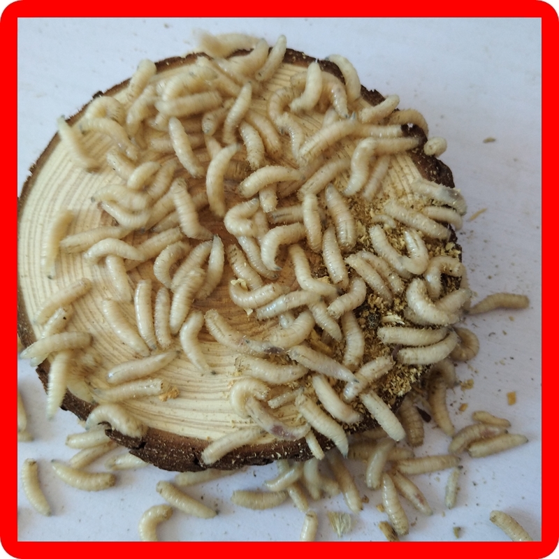 钓鱼活蛆肉蛆蛆虫瓶装活体蛆牙活虫五谷虫野活饵